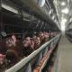 AKBABA TARIM HAYVANCILIK GIDA A.S.