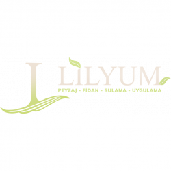 Lilyum peyzaj